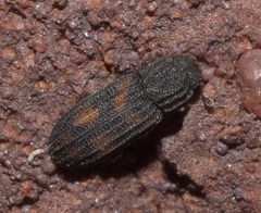 Bitoma quadriguttata