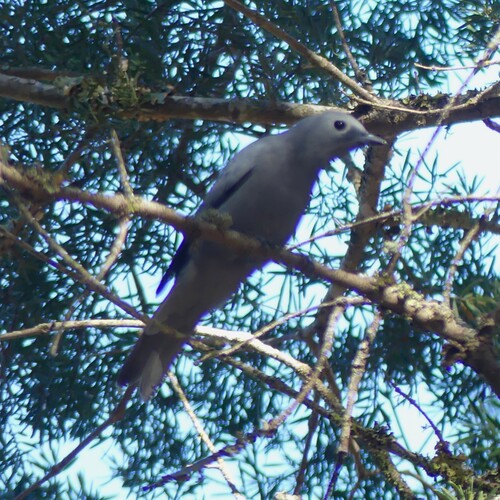 Grey Cuckooshrike (Ceblepyris caesius), photo 9