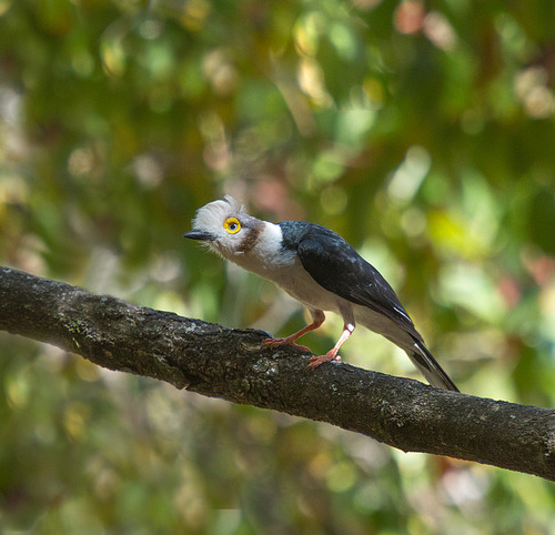 White-crested Helmetshrike