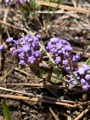 Ceanothus pumilus, photograph 4
