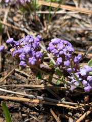 Ceanothus pumilus, photograph (c) Parker James Lloyd, some rights reserved (CC BY)