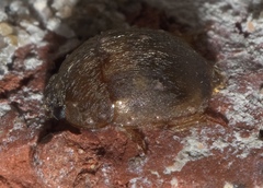 Amphicrossus ciliatus