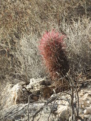 Ferocactus gracilis