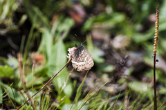 Paroeneis palaearcticus