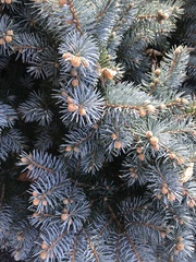 Picea pungens