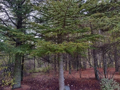Cedrus brevifolia