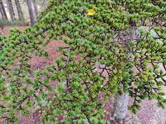 Cedrus brevifolia