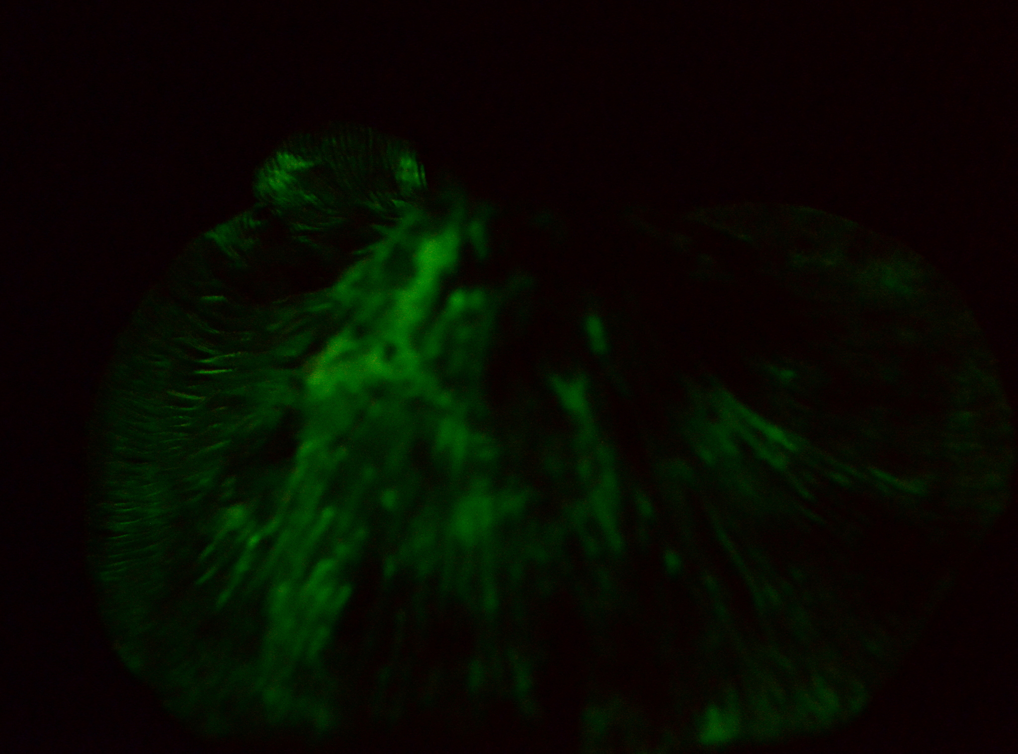 Omphalotus olivascens image
