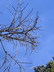 Pseudolarix amabilis