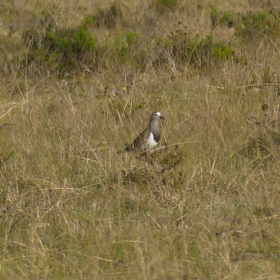 Black-winged Lapwing (Vanellus melanopterus), photo 7