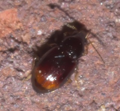 Elaphropus