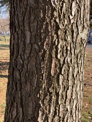 Pseudolarix amabilis