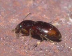 Elaphropus