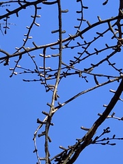 Pseudolarix amabilis