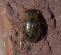 Berosus pantherinus