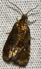 Olethreutes astrologana