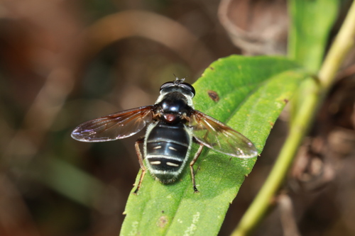 Unknown species found near Birmingham, MI, USA