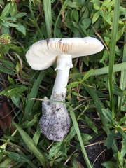 Amanita
