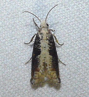 Suleima cinerodorsana