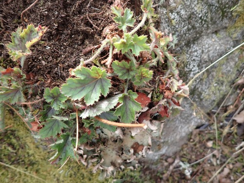 Heuchera micrantha