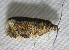 Olethreutes astrologana