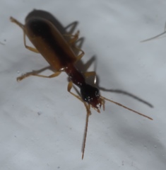 Leptotrachelus dorsalis