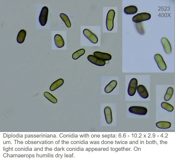Diplodia passeriniana