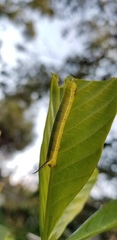 Cephonodes hylas