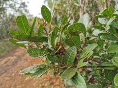 Doratoxylon apetalum