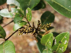 Doratoxylon apetalum