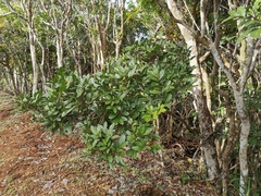 Doratoxylon apetalum