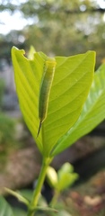 Cephonodes hylas