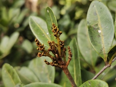 Doratoxylon apetalum