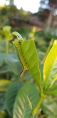 Cephonodes hylas