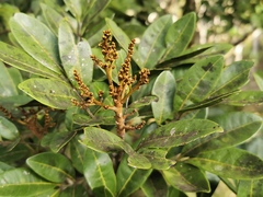 Doratoxylon apetalum