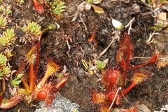 Drosera stenopetala