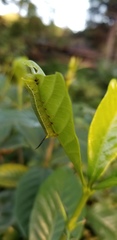 Cephonodes hylas