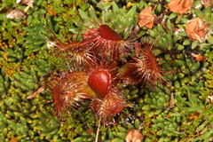 Drosera stenopetala