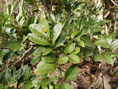 Doratoxylon apetalum