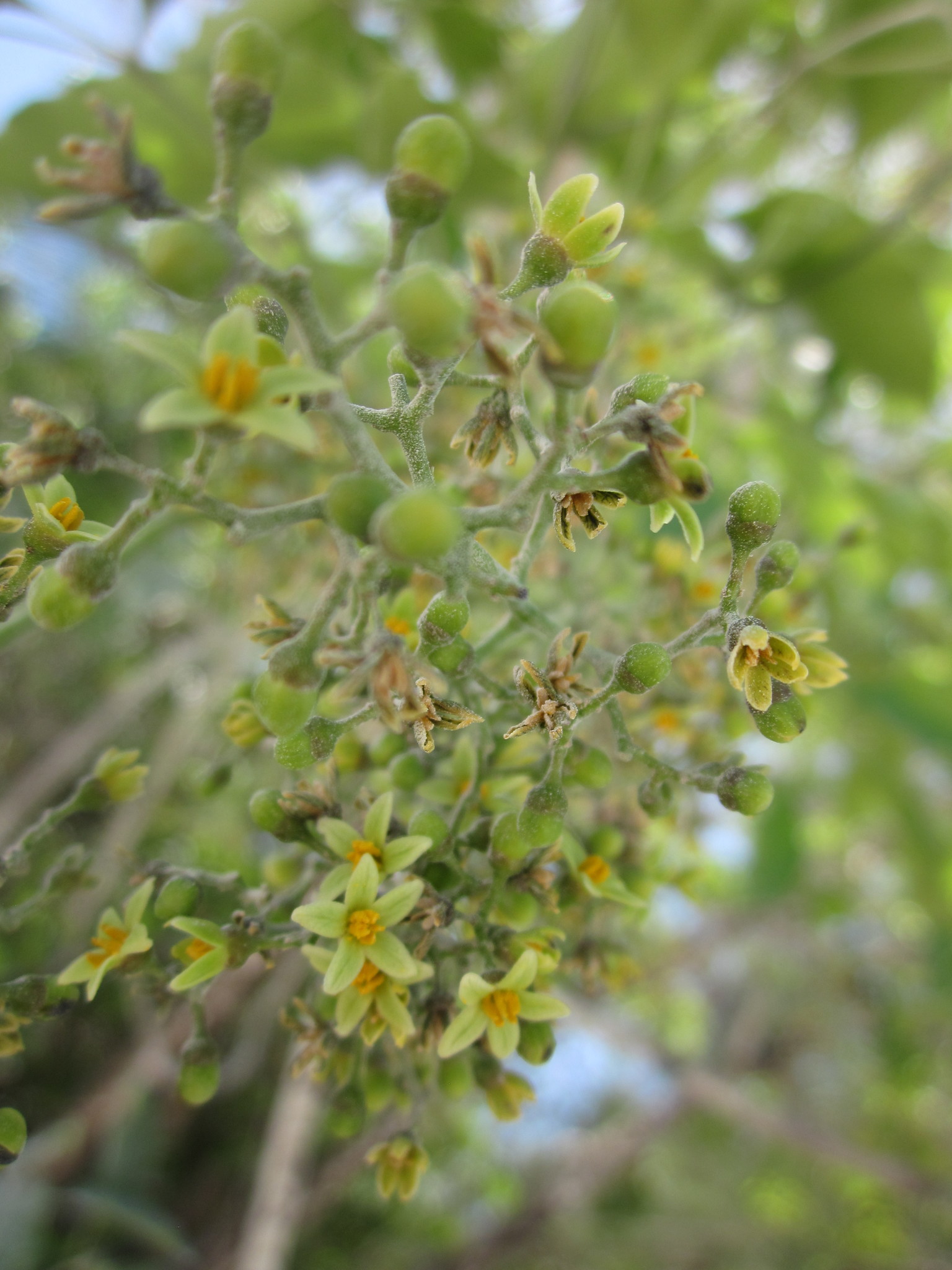 Metopium