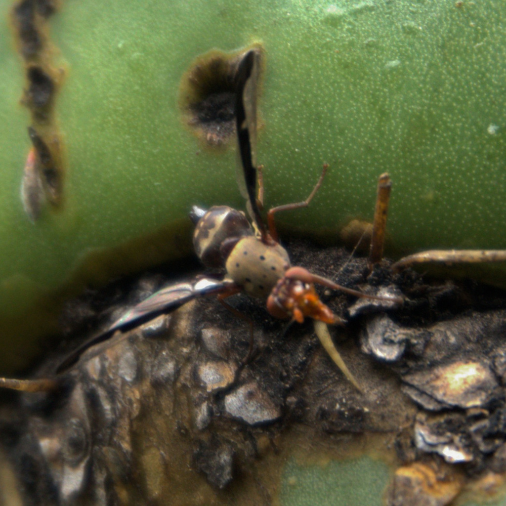 Diacrita costalis