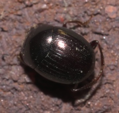 Pseudocanthon perplexus