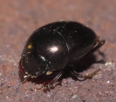 Pseudocanthon perplexus