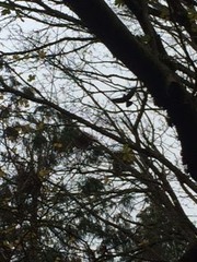Corvus brachyrhynchos