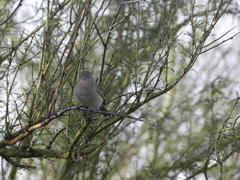 Vireo vicinior