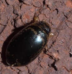 Thermonectus basillaris