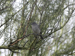Vireo vicinior