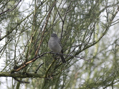 Vireo vicinior