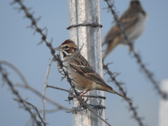 Chondestes grammacus