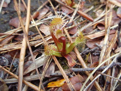 Drosera stenopetala